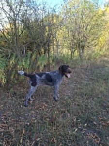 Kiserdei Vad�sz Kennel Ny�radony