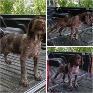 Dr�t sz�r� n�met vizsla