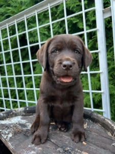 Labrador (vad�sz� sz�l�kt�l)