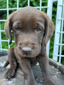 Labrador (vad�sz� sz�l�kt�l)