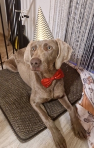 Weimari vizsla