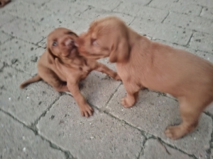 Dr�t Sz�r� Magyar Vizsla