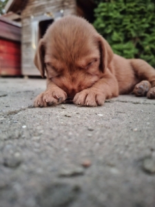 Dr�t Sz�r� Magyar Vizsla