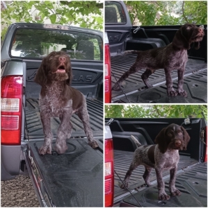 Dr�t sz�r� n�met vizsla