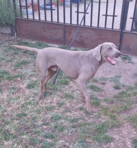 Weimari vizsla