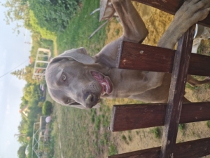 Weimari vizsla