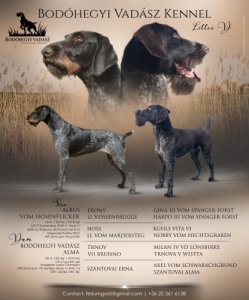 Dr�tsz�r� n�met vizsla kiskuty�k elad�k