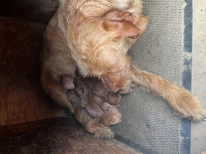 Dr�t Sz�r� Magyar Vizsla
