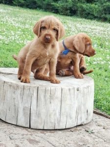 Dr�t Sz�r� Magyar Vizsla