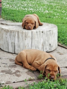 Dr�t Sz�r� Magyar Vizsla