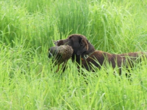 Labrador (vad�sz� sz�l�kt�l)