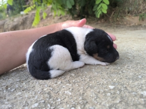 Munkavonal� foxterrier t�rzsk�nyvezett sz�l�kt�l 