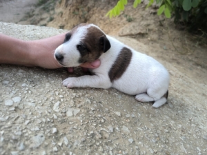 Munkavonal� foxterrier t�rzsk�nyvezett sz�l�kt�l 