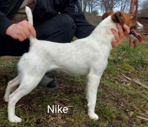 Munkavonal� foxterrier t�rzsk�nyvezett sz�l�kt�l 