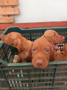 Magyar vizsla kiskuty�k