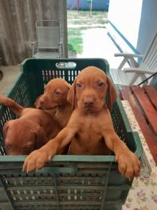 Magyar vizsla kiskuty�k