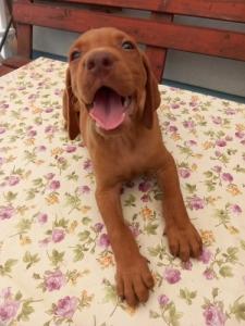 Magyar vizsla kiskuty�k