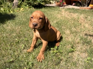 T�rzsk�nyves magyar vizsla k�lyk�k