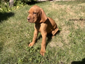 T�rzsk�nyves magyar vizsla k�lyk�k