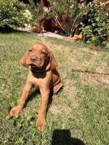 T�rzsk�nyves magyar vizsla k�lyk�k