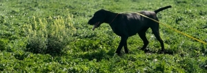 R�vidsz�r� n�metvizsla