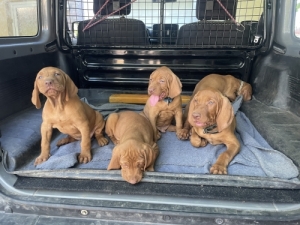 Magyar vizsla fajtajelleg� k�lyk�k