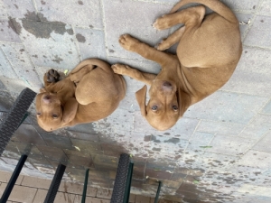 Magyar vizsla fajtajelleg� k�lyk�k