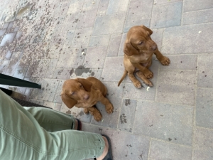 Magyar vizsla fajtajelleg� k�lyk�k