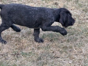 Dr�tsz�r� n�met vizsla k�ly�k