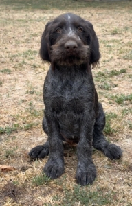 Dr�tsz�r� n�met vizsla k�ly�k