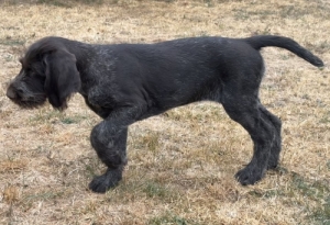 Dr�tsz�r� n�met vizsla k�ly�k