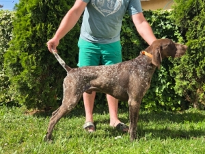 N�metvizsla 
