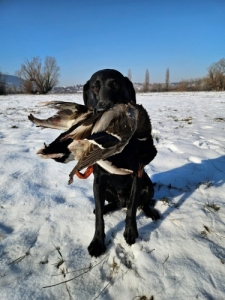 Labrador Retriever