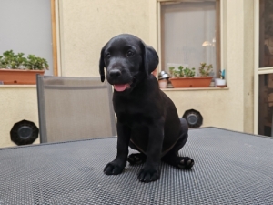 Labrador Retriever