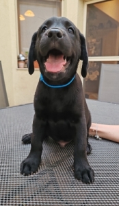 Labrador Retriever