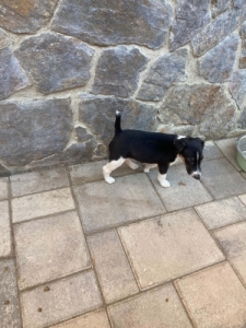 Foxterrrier kan kiskutya