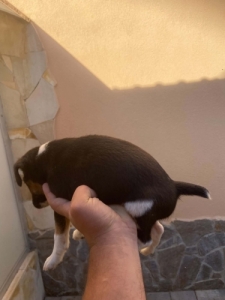 Foxterrrier kan kiskutya