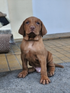 Dr�tsz�r� Magyarvizsla
