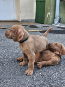 Dr�tsz�r� Magyarvizsla