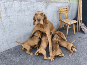 Dr�tsz�r� Magyarvizsla