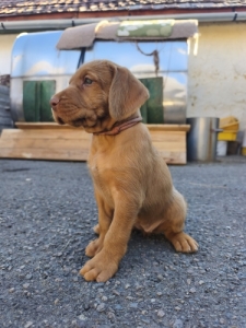 Dr�tsz�r� Magyarvizsla