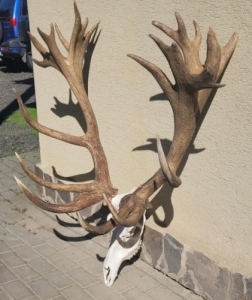 Dunaj VT
