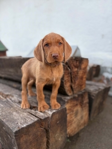 Dr�tsz�r� Magyarvizsla