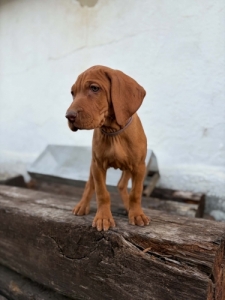 Dr�tsz�r� Magyarvizsla
