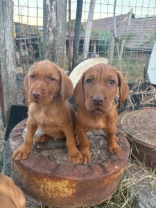 Dr�tsz�r� Magyarvizsla