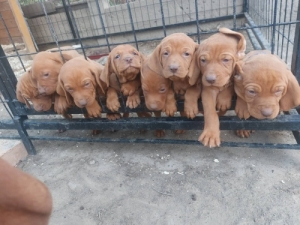 Magyar vizsla