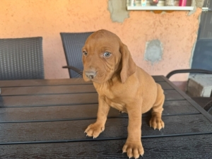Magyar vizsla
