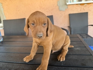 Magyar vizsla