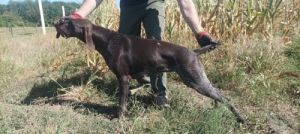 R�vid sz�r� n�met vizsla