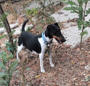 Munkavonal� t�rzsk�nyvezett foxterrier kan kiskutya